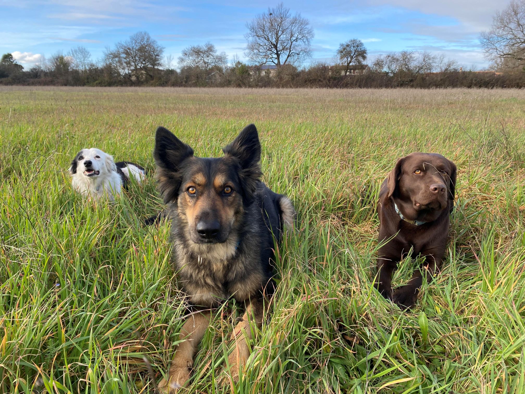 Véga, Jessou et Sally, chiennes de médiation animale à Bordeaux